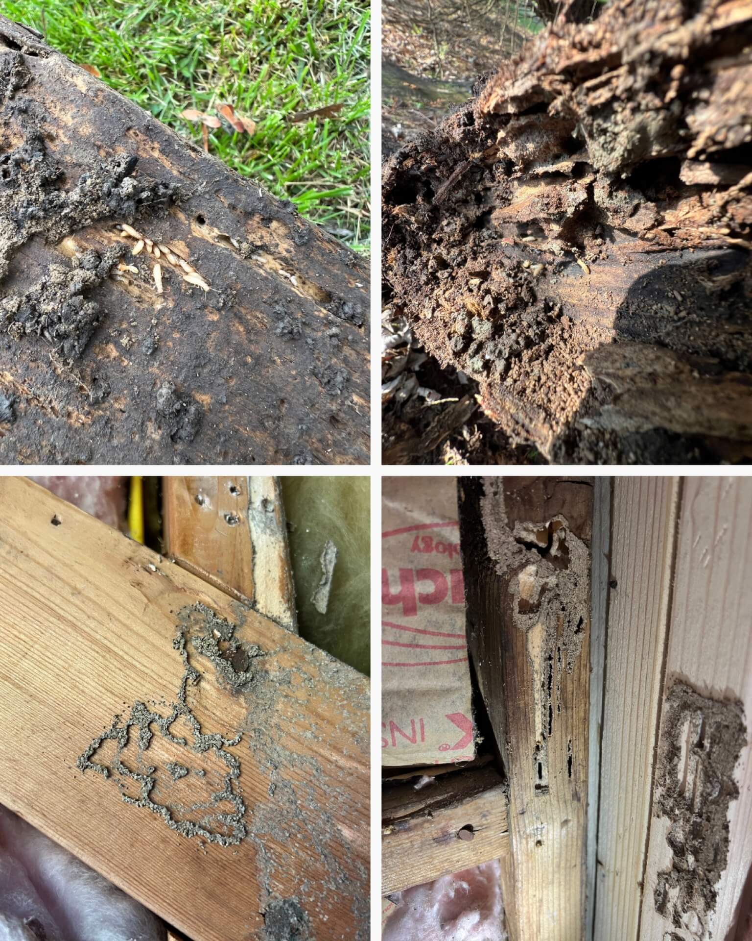 Live termites, mud tubes, and hollowed-out wood showing subterranean termite damage in a Pennsylvania home