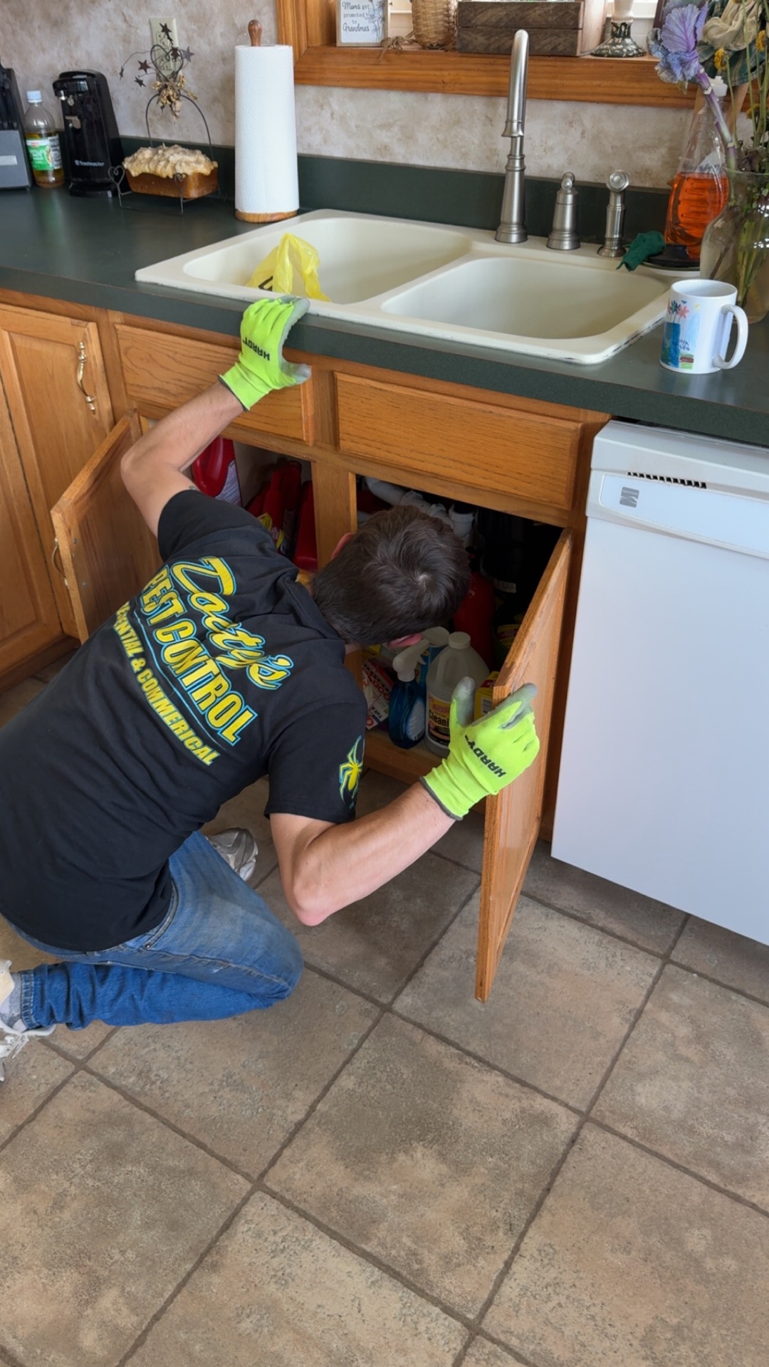 A Douty's Pest Control technician inspecting under a kitchen sink for ants in a Williamsport, PA home