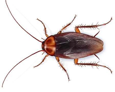 Roaches pest control in Williamsport, PA