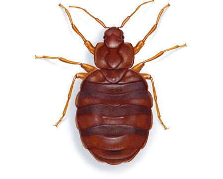 Bed Bugs pest control in Williamsport, PA