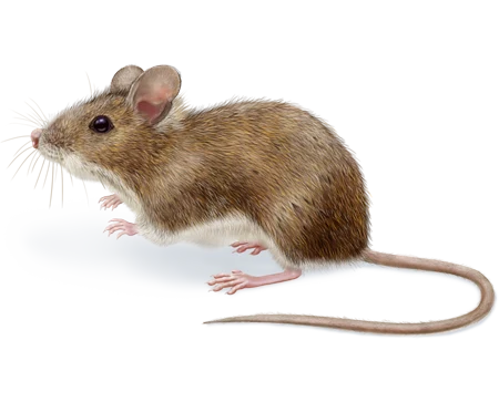 Mice & Rats pest control in Muncy, PA
