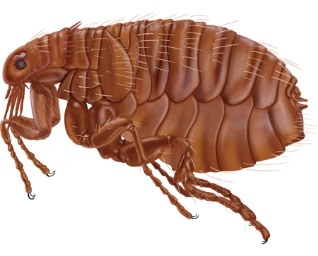 Fleas pest control in Williamsport, PA