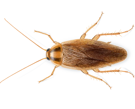 Roaches pest control in Muncy, PA