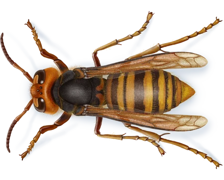 Yellow Jackets & Hornets pest control in Muncy, PA