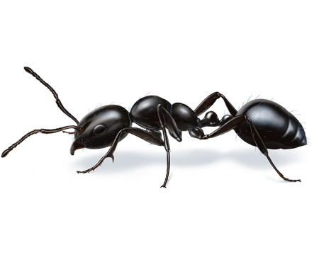 Ants & Carpenter Ants pest control in Williamsport, PA