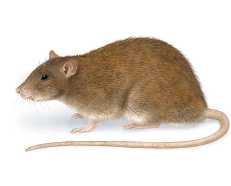 Rodents pest control in Williamsport, PA