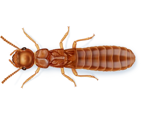 Termites pest control in Williamsport, PA