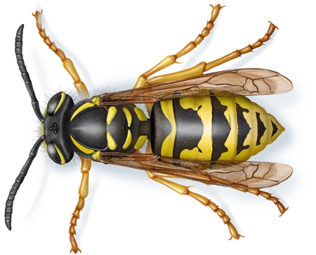 Bees, Hornets & Wasps pest control in Williamsport, PA