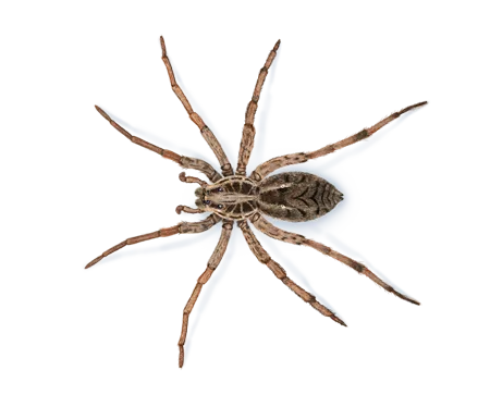 Spiders pest control in Williamsport, PA